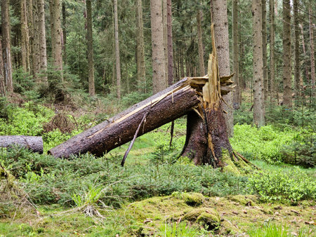 a stack of firewoodの写真素材