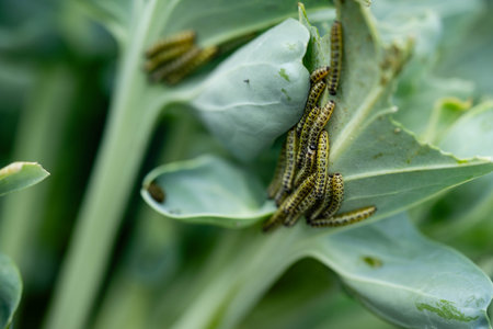 The larvae of the white cabbage butterfly Pieris brassicae damage the plantの写真素材