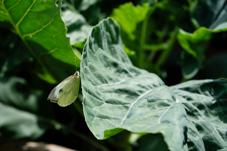 The larvae of the white cabbage butterfly Pieris brassicae eat the plantの写真素材