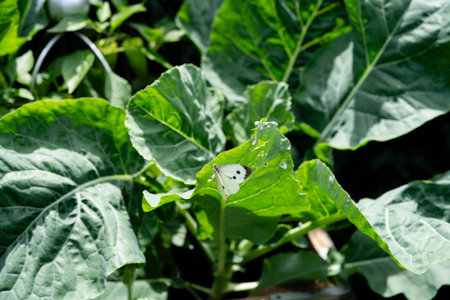 The larvae of the white cabbage butterfly Pieris brassicae destroy the plantの写真素材