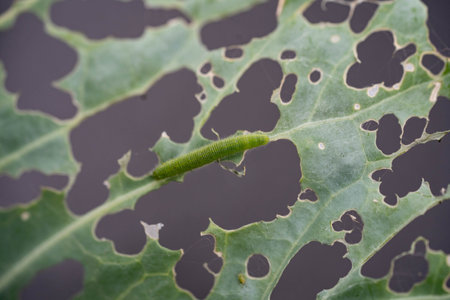 The larvae of the white cabbage butterfly Pieris brassicae destroy the plantの写真素材