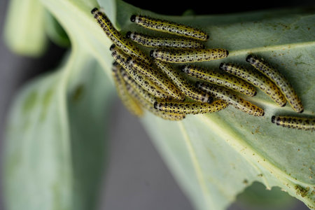 The larvae of the white cabbage butterfly Pieris brassicae destroy the plantの写真素材