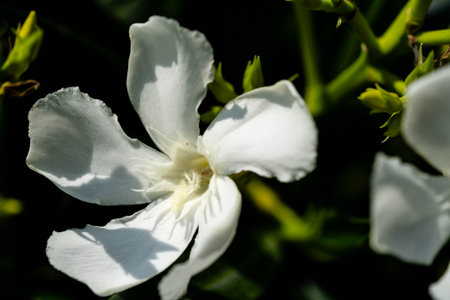 The garden plant nerium Oleander apocynaceaeの写真素材