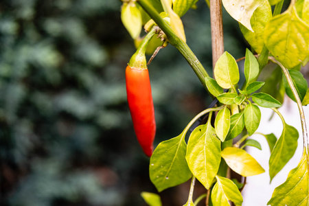 Ingredients for a spicy fruity chilli con carne