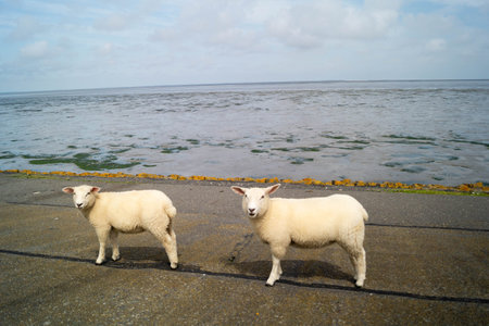 Grazing sheep Ovis gmelini aries on the dikeの写真素材