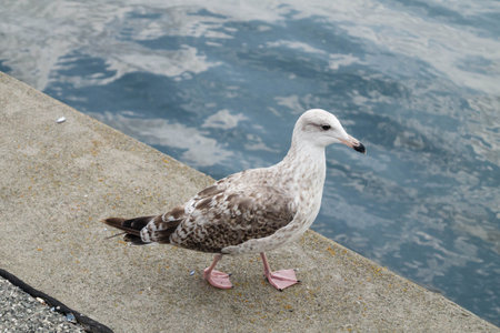 Seagull Larinae at the Baltic seaの写真素材