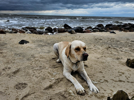 White short coated dog on the beach of Blavand Denmarkの写真素材