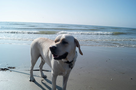 White short coated Labrador Retriever on the beach of Blavand Denmark