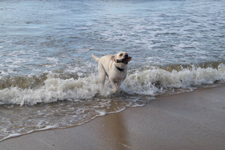White short coated British Labrador Retriever on the beach of Blavand Denmark