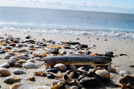 the endless beach of Hvidbjerg Strand Denmark