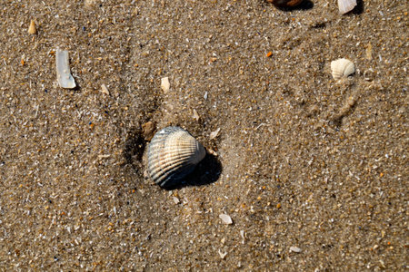 the endless beach of Hvidbjerg Strand Denmark