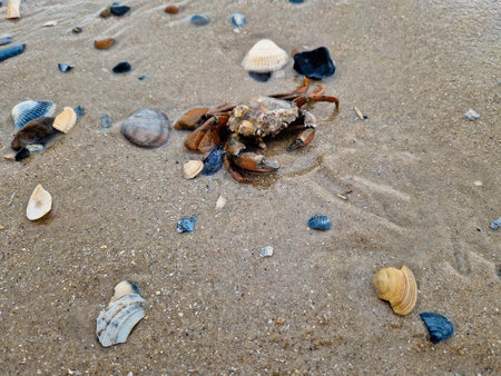 at the beach of Blavand in Denmarkの写真素材