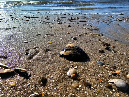 at the beach of Blavand in Denmark