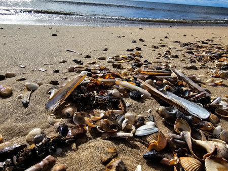 at the beach of Blavand in Denmark