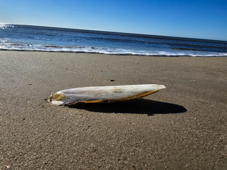 at the beach of Blavand in Denmark