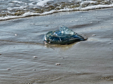 at the beach of Blavand in Denmark