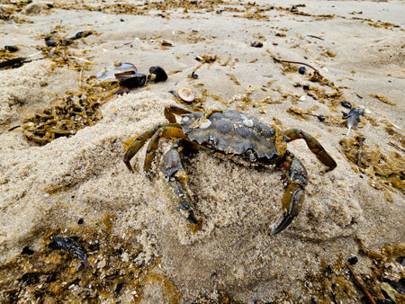 at the beach of Blavand in Denmarkの写真素材