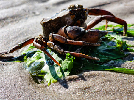 at the beach of Blavand in Denmarkの写真素材