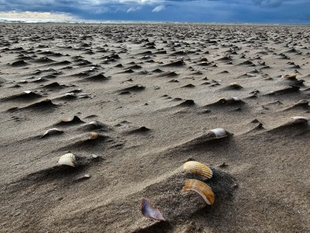 at the beach of Blavand in Denmark