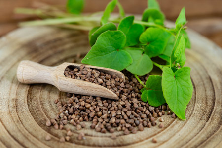 Buckwheat Fagopyrum esculentum on olive woodの写真素材