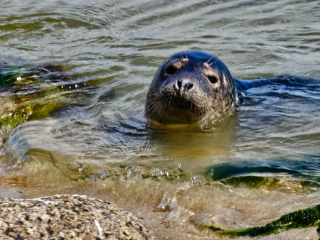 gray seal at the beach of denmarkの写真素材