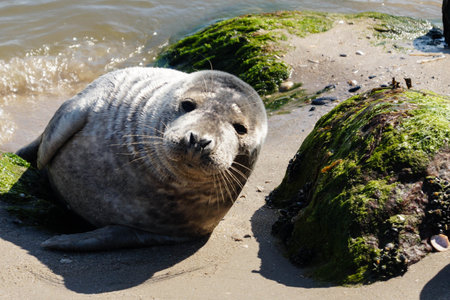 gray seal at the beach of denmark