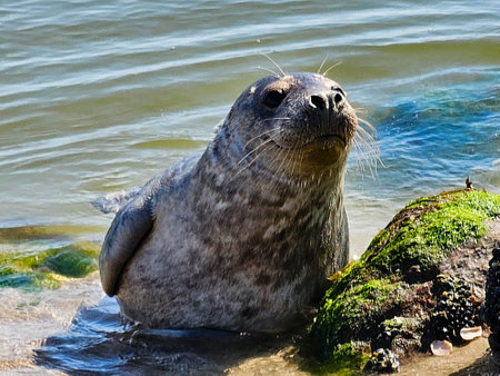 gray seal at the beach of denmarkの写真素材