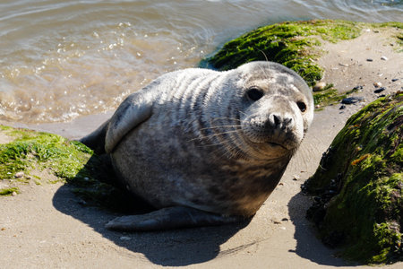 gray seal at the beach of denmark