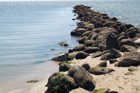 gray seal at the beach of denmarkの写真素材