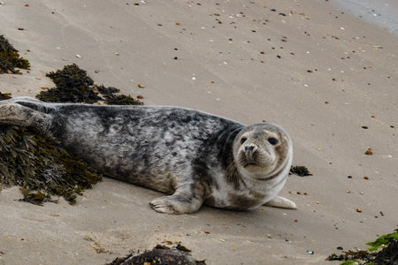 at the beach of Blavand in Denmarkの写真素材
