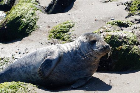 gray seal at the beach of denmarkの写真素材