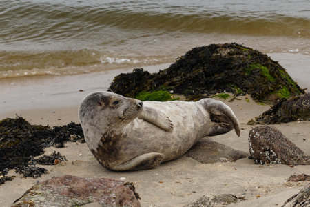 gray seal at the beach of denmarkの写真素材