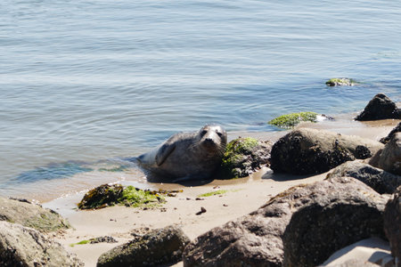 gray seal at the beach of denmarkの写真素材