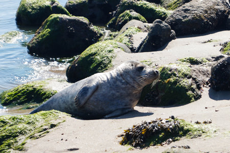gray seal at the beach of denmarkの写真素材