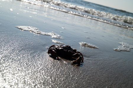 at the beach of Blavand in Denmarkの写真素材