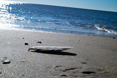 at the beach of Blavand in Denmarkの写真素材