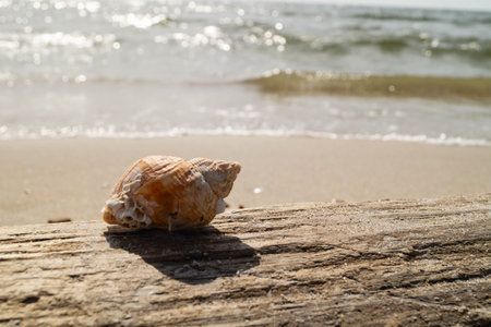 at the beach of Blavand in Denmarkの写真素材