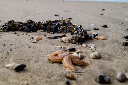 at the beach of Blavand in Denmarkの写真素材