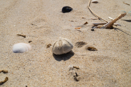 at the beach of Blavand in Denmark