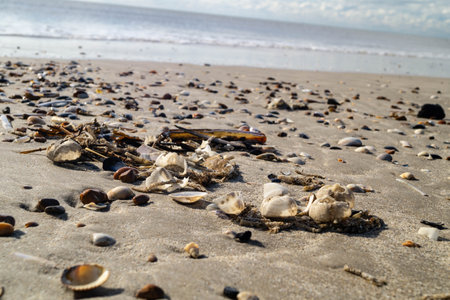 at the beach of Blavand in Denmark