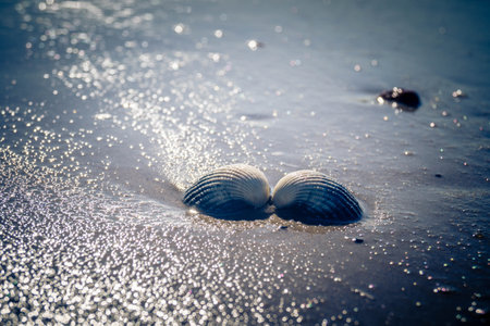 at the beach of Blavand in Denmark