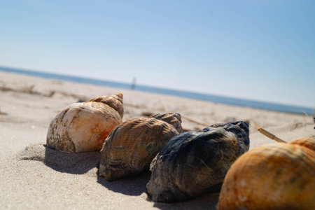 at the beach of Blavand in Denmark