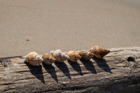 at the beach of Blavand in Denmark