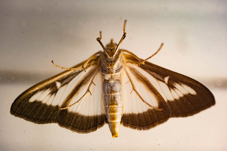 the boxwood moth caterpillar Cydalima perspectalisの写真素材