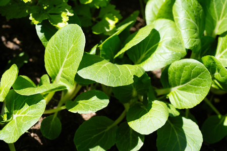 The green Chinese cabbage pak choi Brassica rapaの写真素材