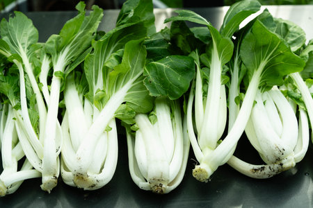The green Chinese cabbage pak choi Brassica rapaの写真素材