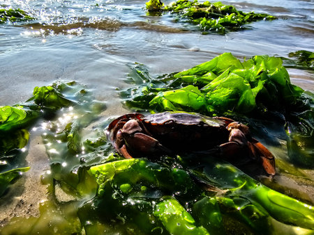 hvidbjerg beach of Blavand in Denmarkの写真素材