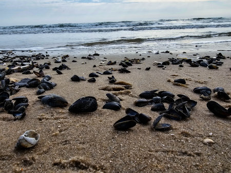 hvidbjerg beach of Blavand in Denmark