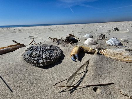 hvidbjerg beach of Blavand in Denmark