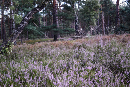Fischbeker Heide nature reserve during the heather blossom season